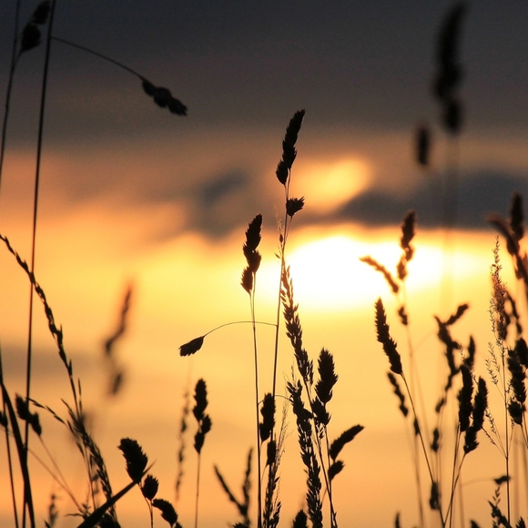 Meet your Posher, Sallie - Picture 2 of 5